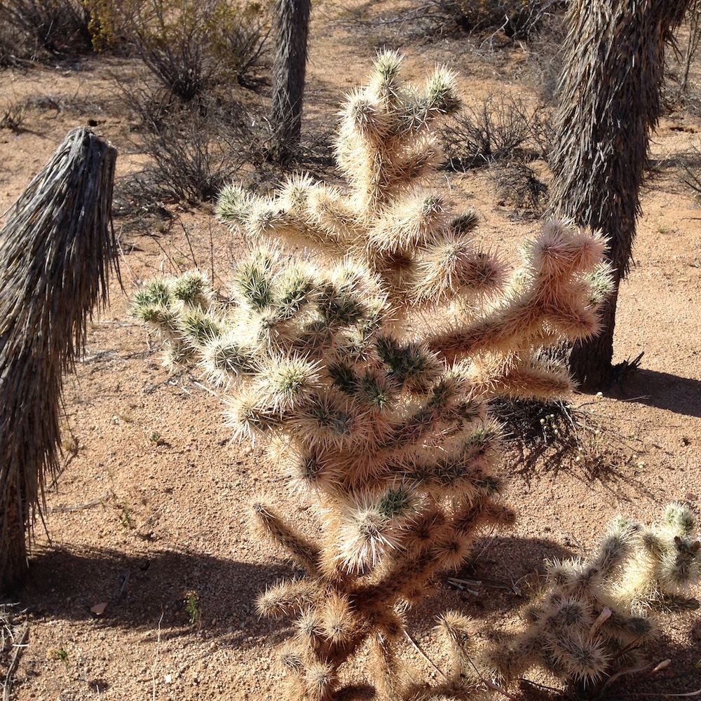 Cholla Cactus