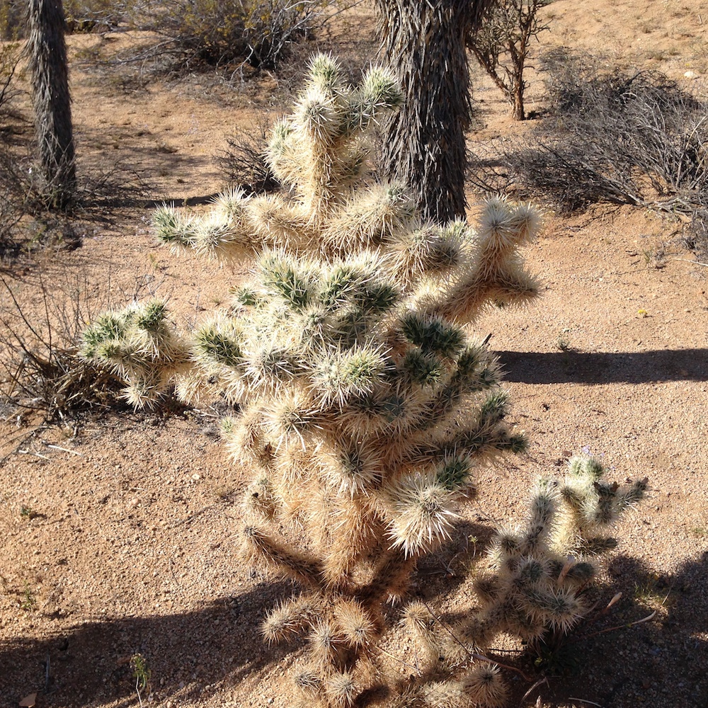 Cholla Cactus