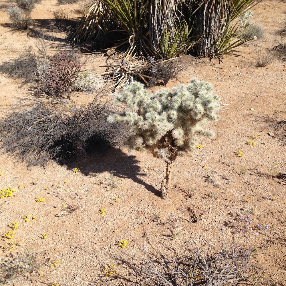 Cholla Cactus