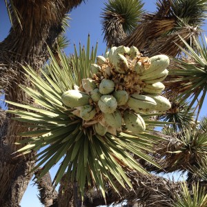 Joshua Tree in fruit.