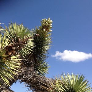 Fruiting Yucca.