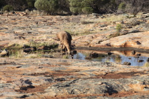 Emus came in to drink late in the afternoon.