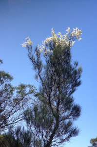 Grevillea nematophylla