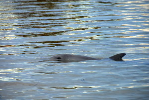 Bottlenose dolphin.