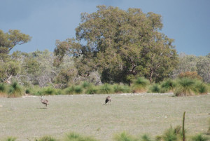 Emus at Yanchep National Park.