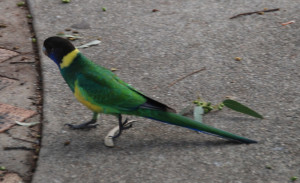 Common in south west Australia.