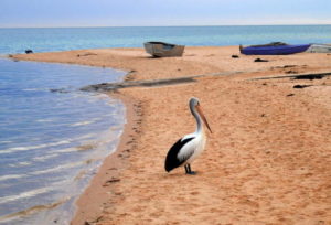 Australian Pelican (Pelecanus conspicillatus) at Monkey Mia.