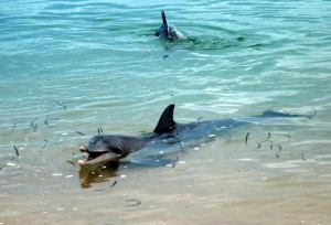 Bottlenose dolphins.