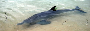 Juvenile dolphin.