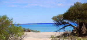 Hamelin Pool.