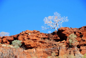 From the floor of Dales Gorge