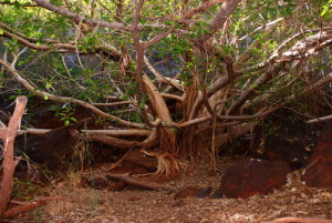 On the floor of Dales Gorge near Fern Pool