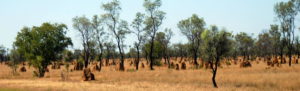 Termite mounds, up to three metres high, are a defining feature of the northern Australian landscape. The spinifex termite builds large globular mounds common around Broome.