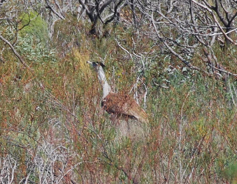 Bustard