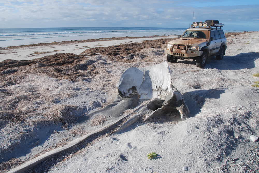 The whalebone marks the turnoff to Wattle Camp.