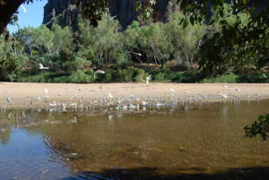 Little Corellas