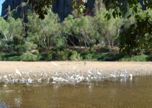 Little Corellas