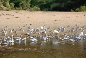 Little Corellas