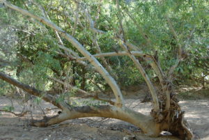 At Windjana Gorge.