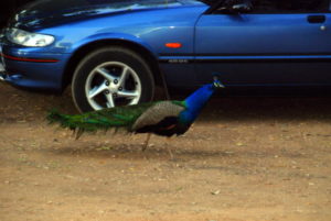 Peacock at Mataranka.