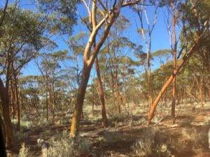 Open woodland along the Mt Jackson track.