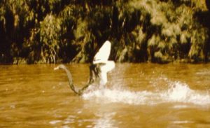 An injured swan on the Dumaresq (as the Darling is known here).