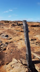 Fenceline in disrepair at Cave Hill.