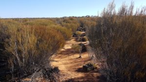 A fortuitous 'laneway' through the scrub.