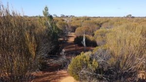 This 'laneway' through the scrub is not the old track but it was in the right direction so we used it.