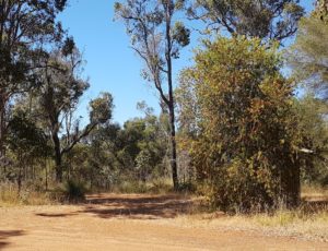 The toilet at the campground is hidden by a magnificent bottlebrush tree (Calistemon speciosus).