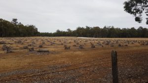 This paddock of stumps near Wilga is going to present some hard word for someone.