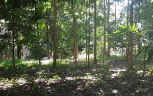 Rubber plantation at the swimming hole.