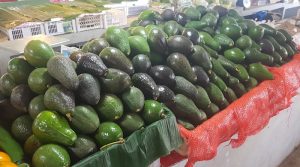 Avocadoes were in abundance.