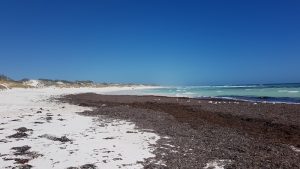 Seagrass at the northern end of Wedge Beach.