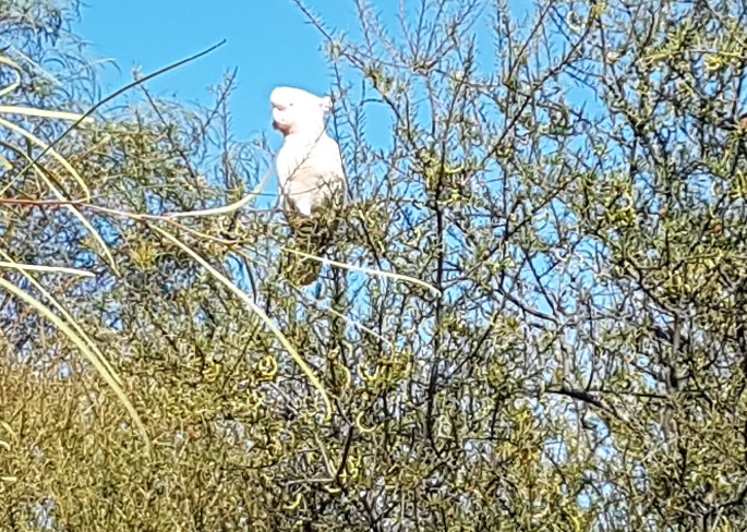 Sulphur Crested Cockatoo – lost from his flock.