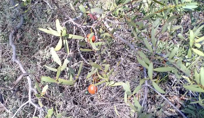 Quandong in fruit at Totadgin Rock.